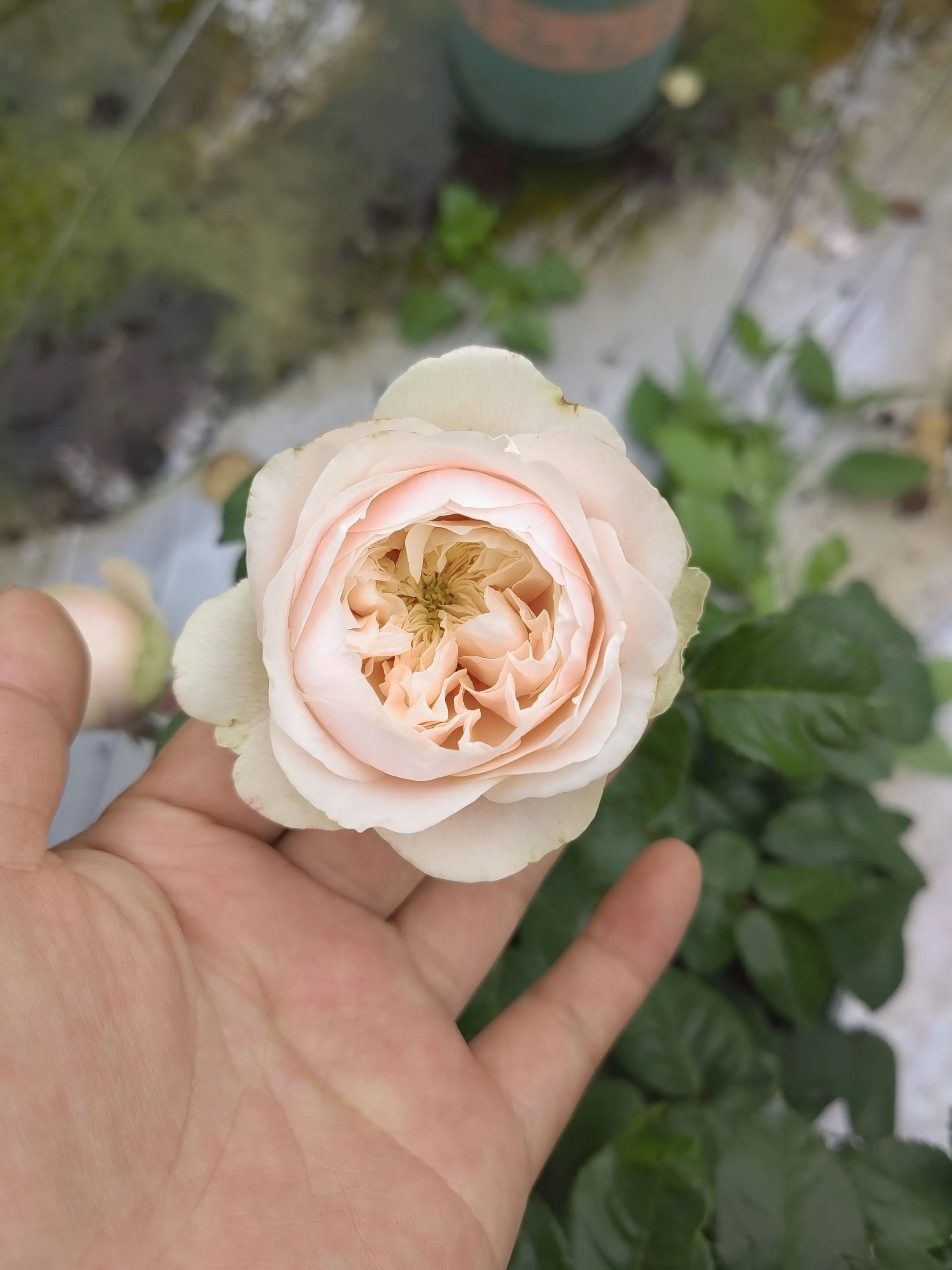 一加仑扦插中苗：达林顿原土原盆的奇妙之旅