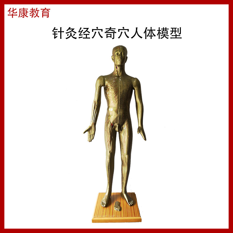 针灸经穴奇穴人体模型手太阴肺经穴铜人养生护理训练假人