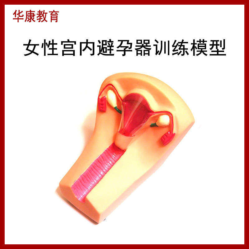女性宫内避孕器放置训练模型子宫生殖器官教学上环取环练习JS-B3