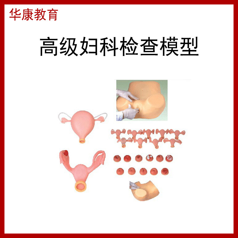 高级妇科检查模型子宫颈模型内部解剖结构子宫检查阴道检查