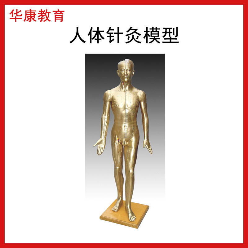 人体针灸模型170CM高针灸铜人模型178cm中医经络穴位模型一米七