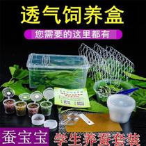 Silkworm baby primary school silkworm breeding incubator breeding incubator colorful silkworm egg golden silkworm silkworm breeding 175 boxes of silkworm treasure