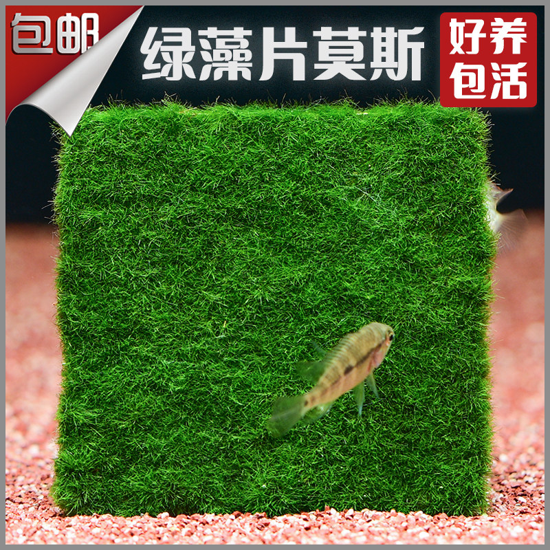 Fish tank Moss water grass green algae green velvet green algae ball mesh sheet negative sloth man speed to build a view blanket green moss shrimp food-Taobao