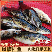 Spotted Mandarin Fish Fry Freshwater Breeding mandarin fish Miao Gui Fish Tiger Mandarin Drum Mandarin Native Fish Red Grain Mandarin Cold Water Ornamental Fish