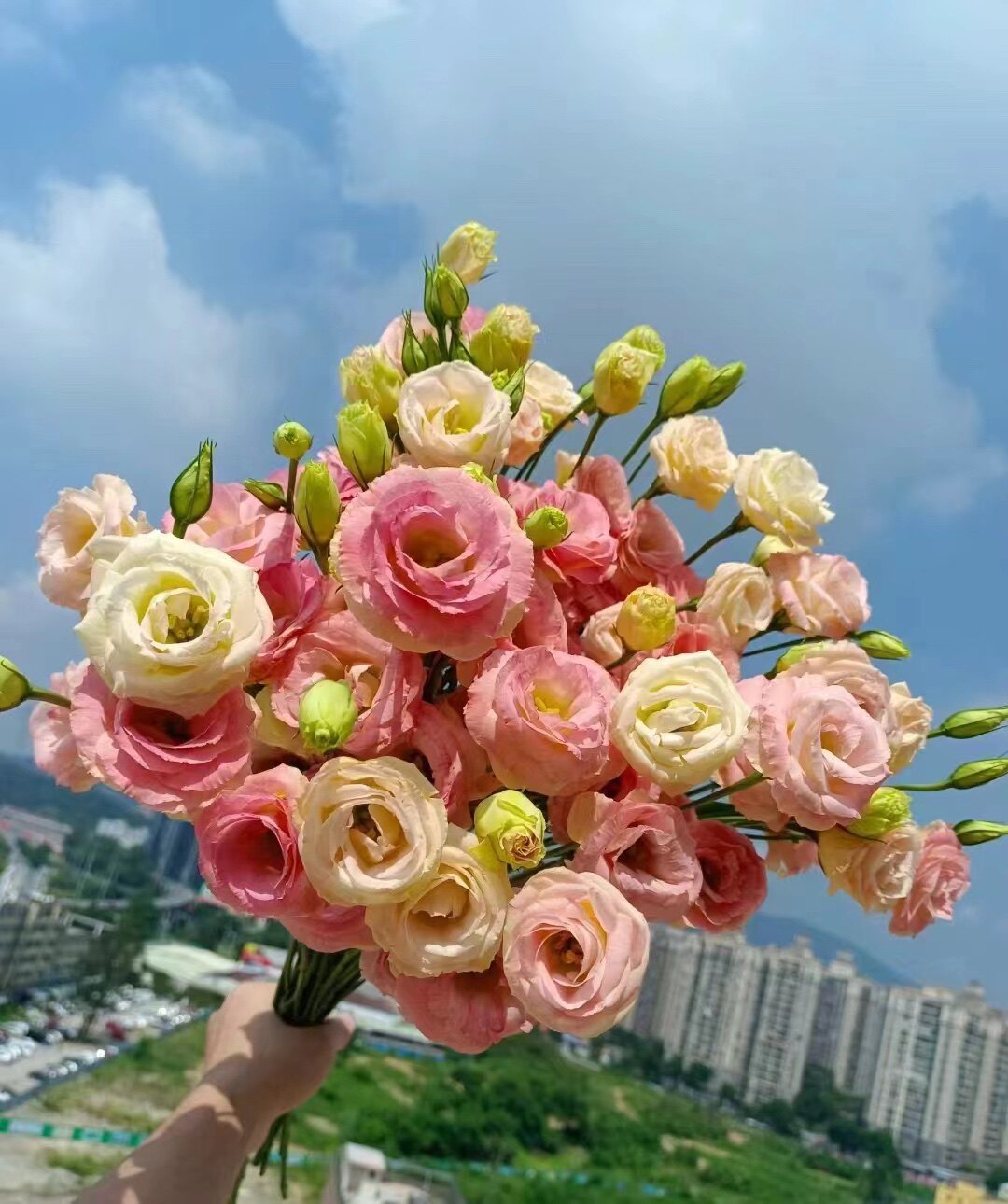 云南斗南花苗基地