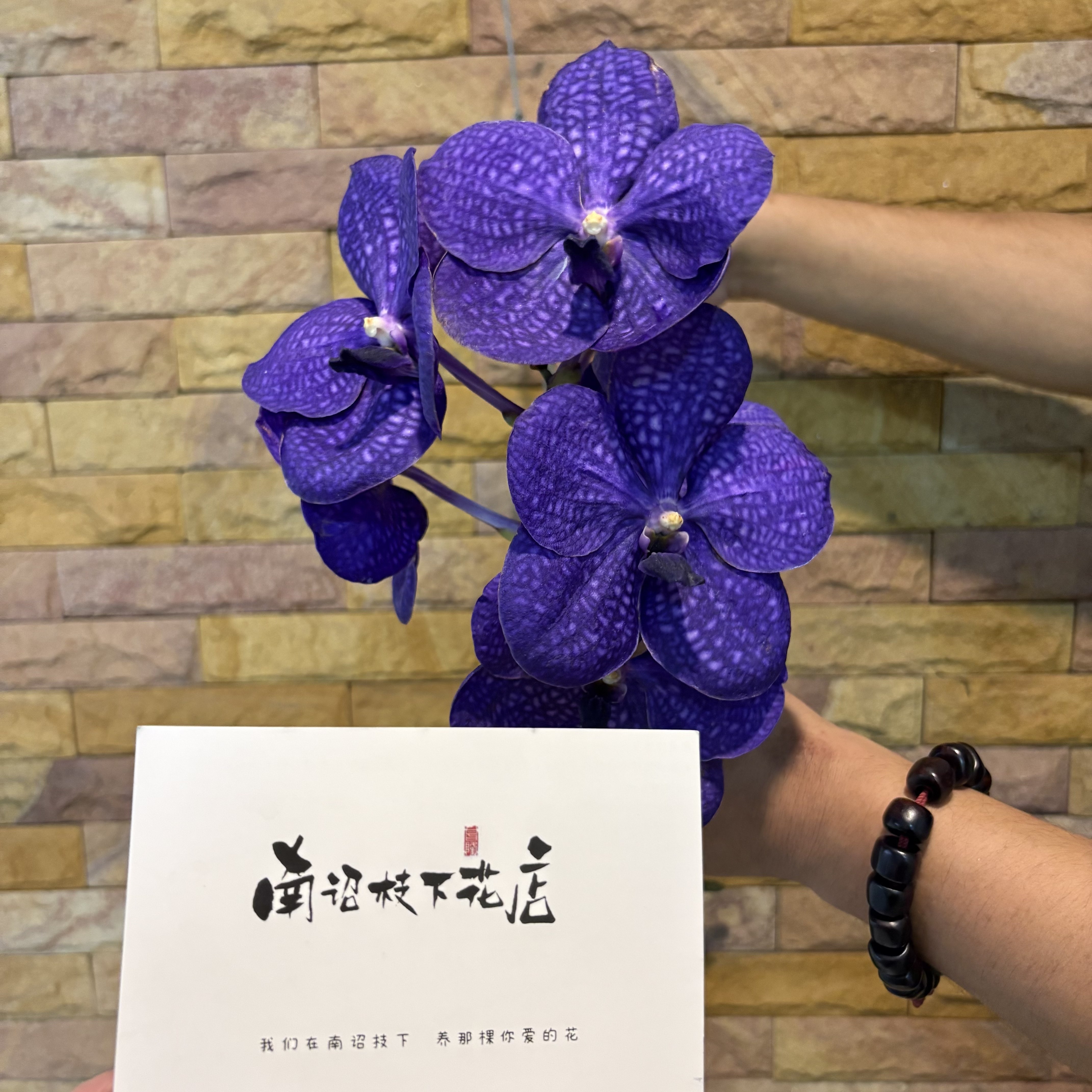 【南昭2級】タイブルーネットバンダ蘭（5年生苗）、ベルベットのような濃い紫色の花びら、優雅で神秘的。