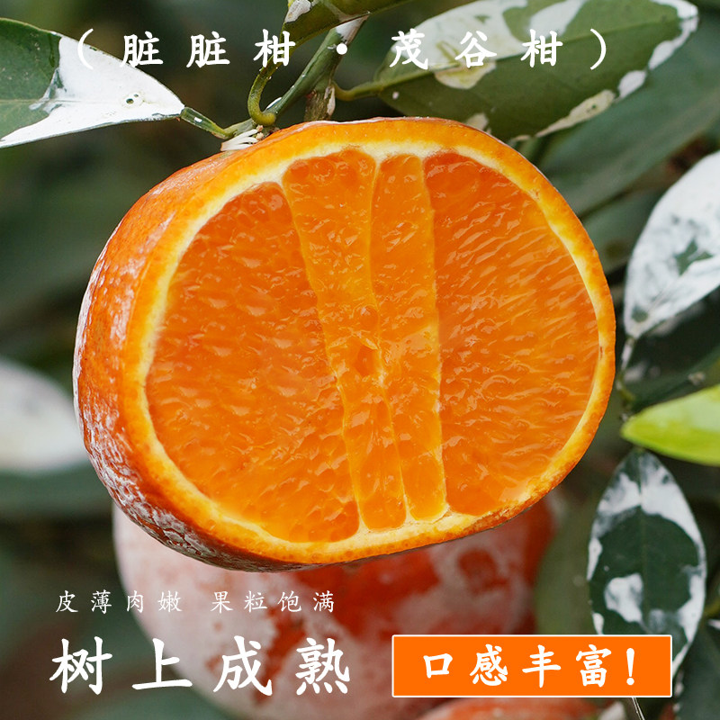 正宗广西茂谷柑脏脏柑新鲜沃柑当季水果薄皮
