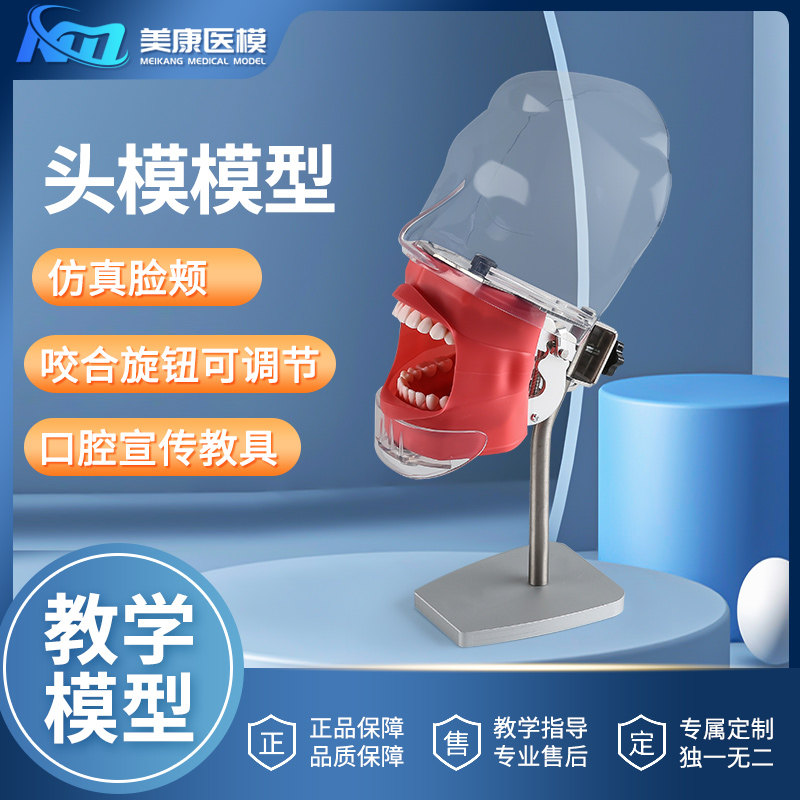 口腔仿真练习头模牙齿模型口腔牙科教学材料器械模牙模型练习模具