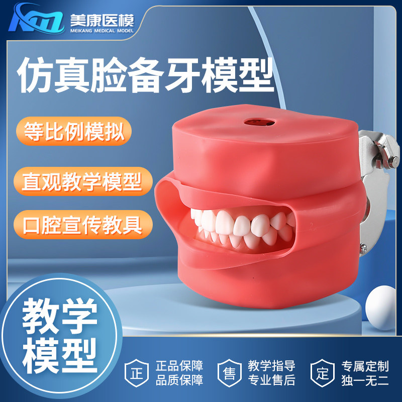 仿真脸备牙模型牙齿模型牙科口腔材料牙模材料口腔教学练习模型