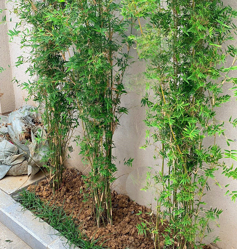 2026流行趋势下,丛生凤尾竹盆栽适合室内阳台种植吗?-香薰摆件-淘宝百科网