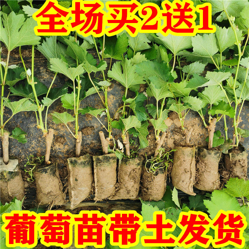 Солнечный свет роуз виноград Саженец комнатные блок в Живая почва плодовое дерево Мяо Нэн северная Растение виноград