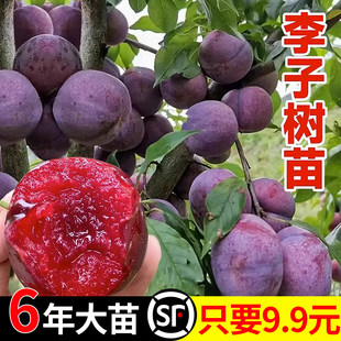 Пчелиная сливовая саженца прививка особенно большой Поздние приготовленные кости и хрустящие сливы плодовое дерево Мяо Нэн северная Посадка Sanhua li Shuliao