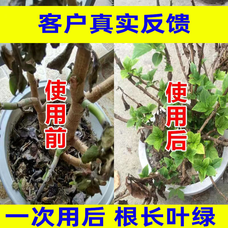 檞树种子:古老森林的秘密宝藏是什么?-商品-淘宝百科网