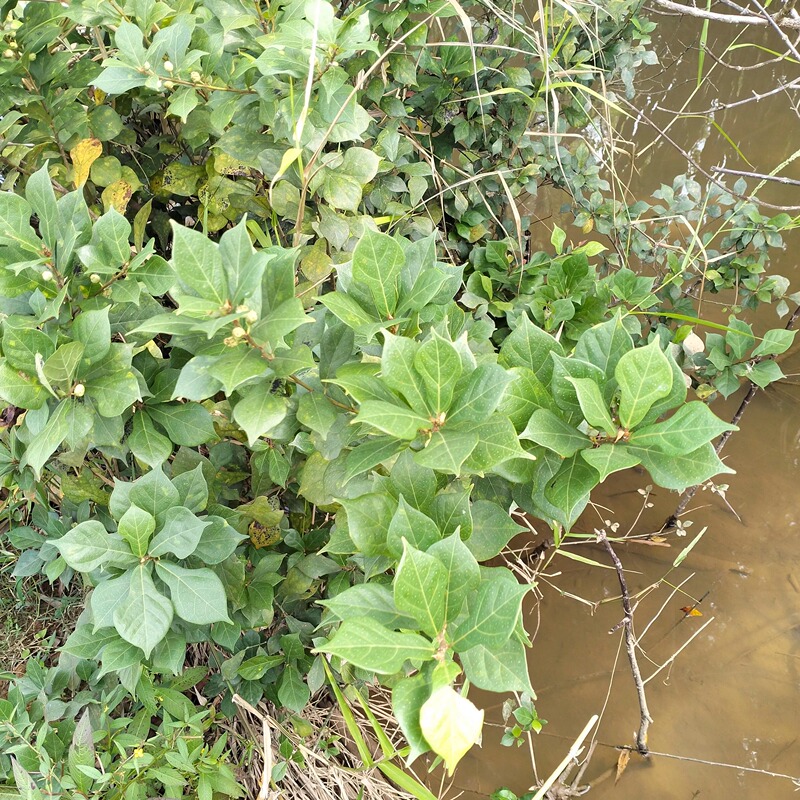 Ficus Lyrata Fresh Plant, Chinese Medicinal Herb Ficus Lyrata, Milk Fruit Root, Sweet Fruit Root, Chinese Herbal Medicine Ficus Lyrata Fresh Plant, Chinese Medicinal Herb Ficus Lyrata, Milk Fruit Root, Sweet Fruit Root, Chinese Herbal Medicine