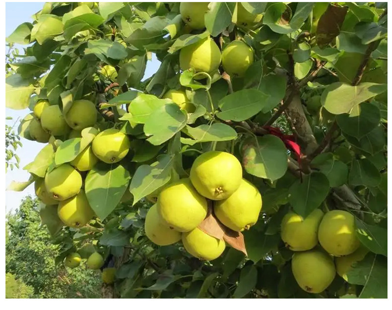 梨树果苗嫁接苗翠冠梨树丰水梨子树苖地栽当年结果梨树苗果树果苗-阿里巴巴