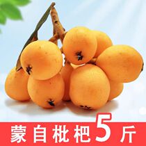 Yunnan Mengzi sweet loquat fruit for pregnant women fresh sweet Pipa naturally ripe orchard straight from the fruit