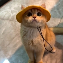 Puppy and kitten hat corgi cat fisherman hat dog hat thin summer sun protection summer sunshade and ear strangulation prevention