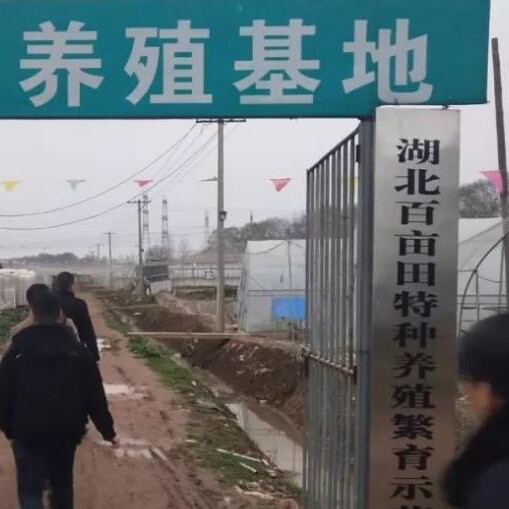 特种活体养殖
