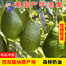 (Air transport) Yunnan Avocado Fresh Fruit Domestic Products Xishuangbanna Hass Avocado Big Mac 10