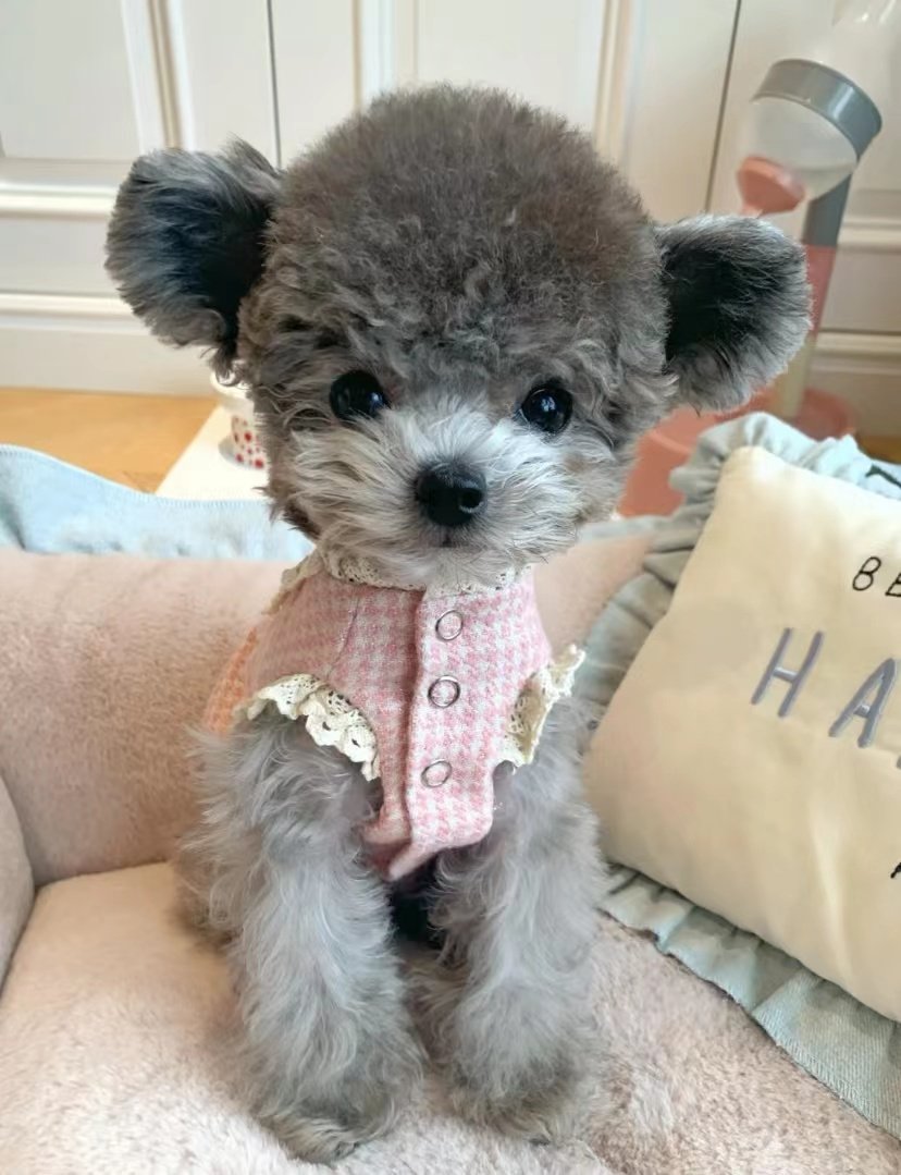 纯种灰泰迪犬幼犬米奇:耳飞耳棕色灰色泰迪贵宾犬茶杯小型犬宠物狗的秘密生活-狗狗-淘宝百科网