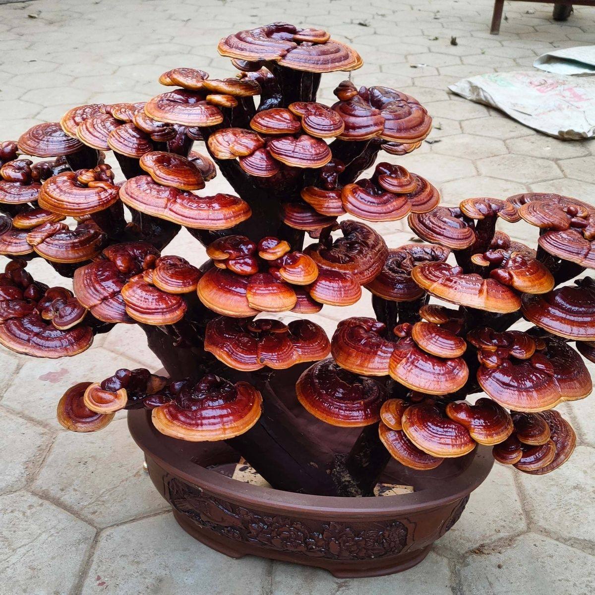 灵芝盆景盆栽:新居送礼、开业祝福的高档摆件!禅意满满,一见倾心!-多肉植物-淘宝好物网