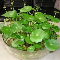 Hotang mud tank common copper grass aquatic plant large bag cultivated sludge household lotus with lotus