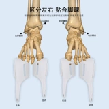 Защита от голеностопного сустава травма может носить обувь растяжение лодыжки растяжение