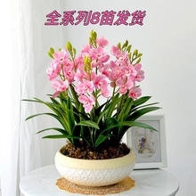 Мини орхидея фото