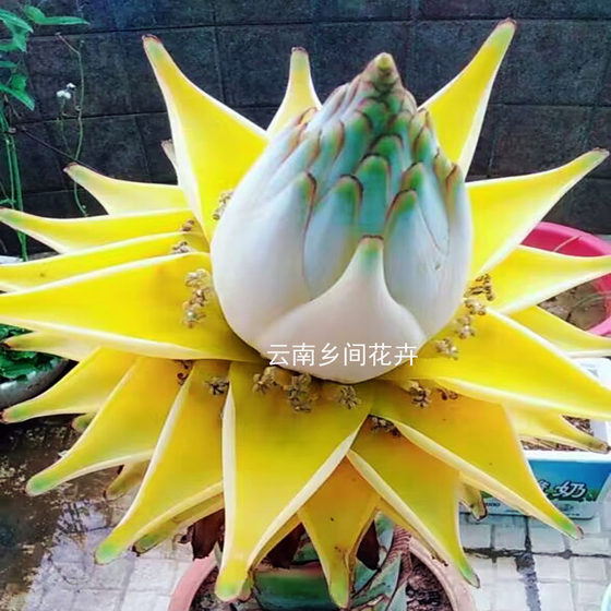 
Diyong Jinlian purifies the air fun radiation-proof roof flowers living room garden formaldehyde absorption balcony easy to plant