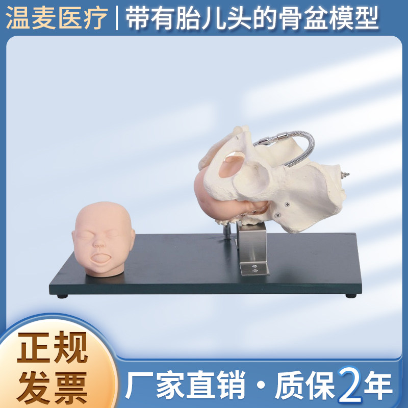 MAR/F23骨盆模型带有胎儿头颅缝前后囟门胎儿娩出产钳胎儿吸引器