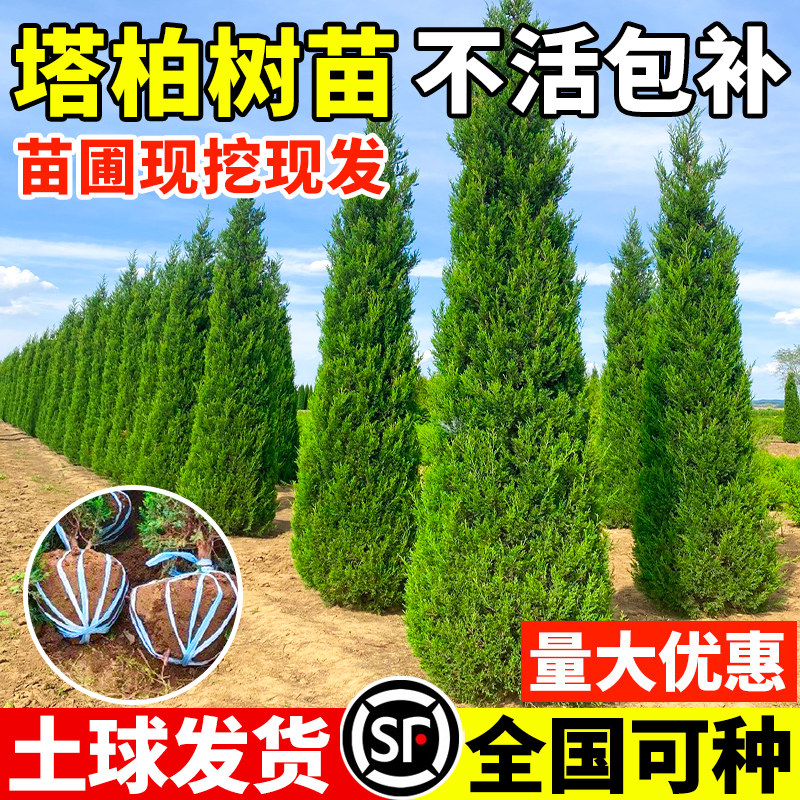 柏樹樹苗塔柏側柏龍柏庭院行道風景大樹園林工程綠化喬木四季常青!種一棵綠意滿滿的生活!