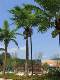 Artificial Coconut Tree, Fake Coconut Tree, Large Tropical Outdoor Artificial Landscape Tree, Green Plant Landscaping, Indoor Fake Palm Tree