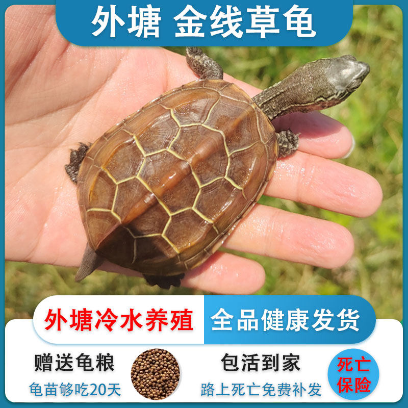 黄耳巴西龟:深水乌龟活物小宠物,鱼龟混养观赏新宠!🌿-龟-淘宝百科网
