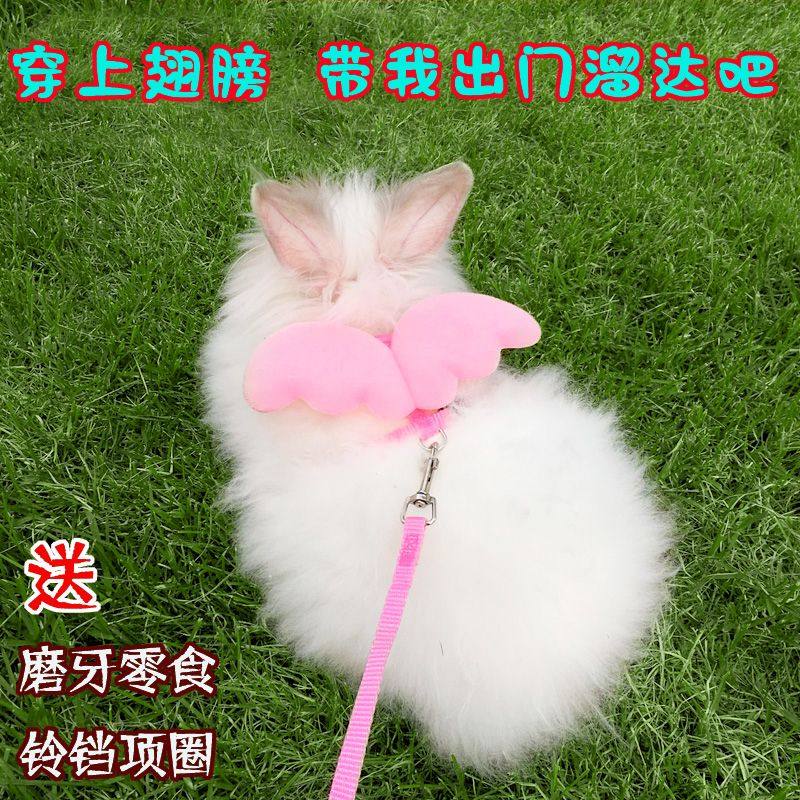 Roping Rabbits Rabbit leash & guinea pig walking rope! escape-proof & adorable pet ...