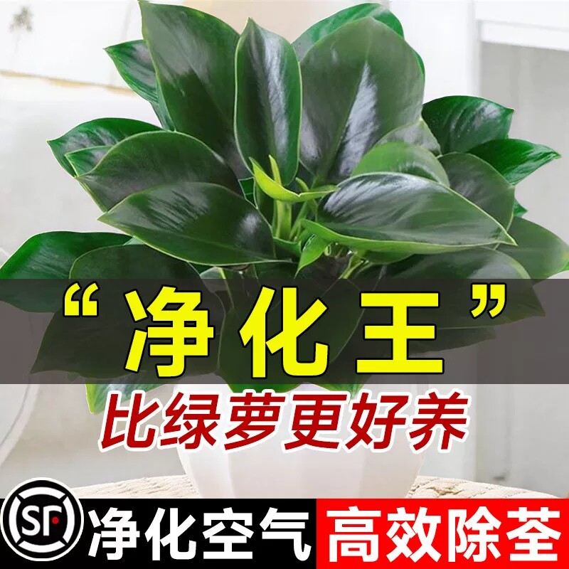 铂金钻盆栽绿萝箩花卉植物室内花水培绿植多肉好养发财树高颜值花