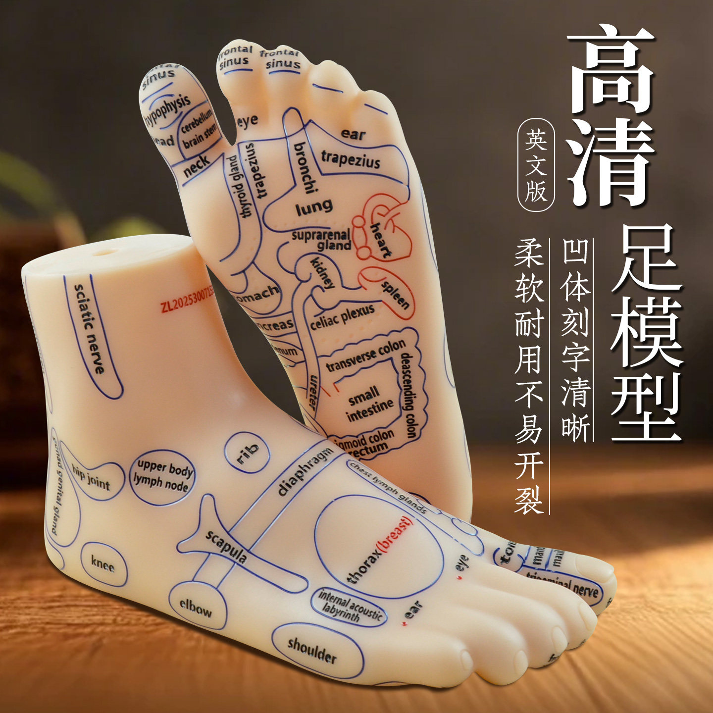英文足部穴位模型脚底反射区模型足疗按摩课件中医针灸教学教具