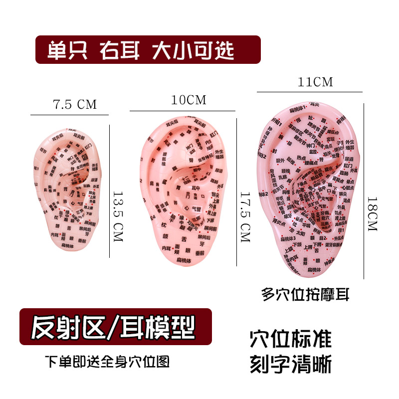大小耳朵穴位模型耳部反射区高清晰多穴位刻字耳朵理疗模型教学