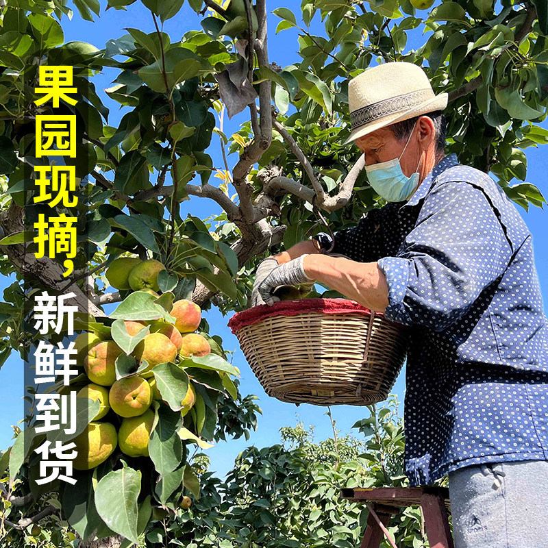 正宗新疆直发水果