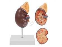 肾解剖附肾上腺模型1.5倍PVC材料肾上腺教具Adrenal glands