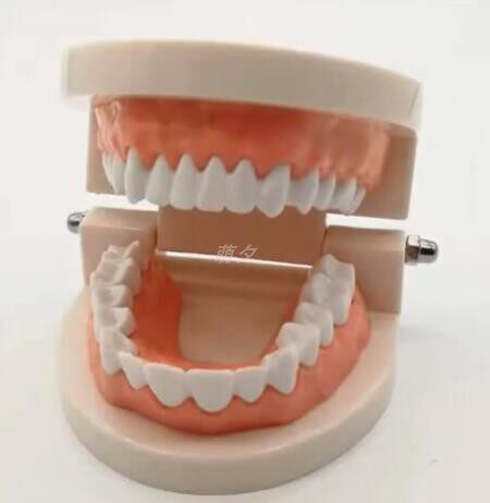口腔 幼儿园刷牙教学模型 儿童早教 1：1Model of brushing teeth