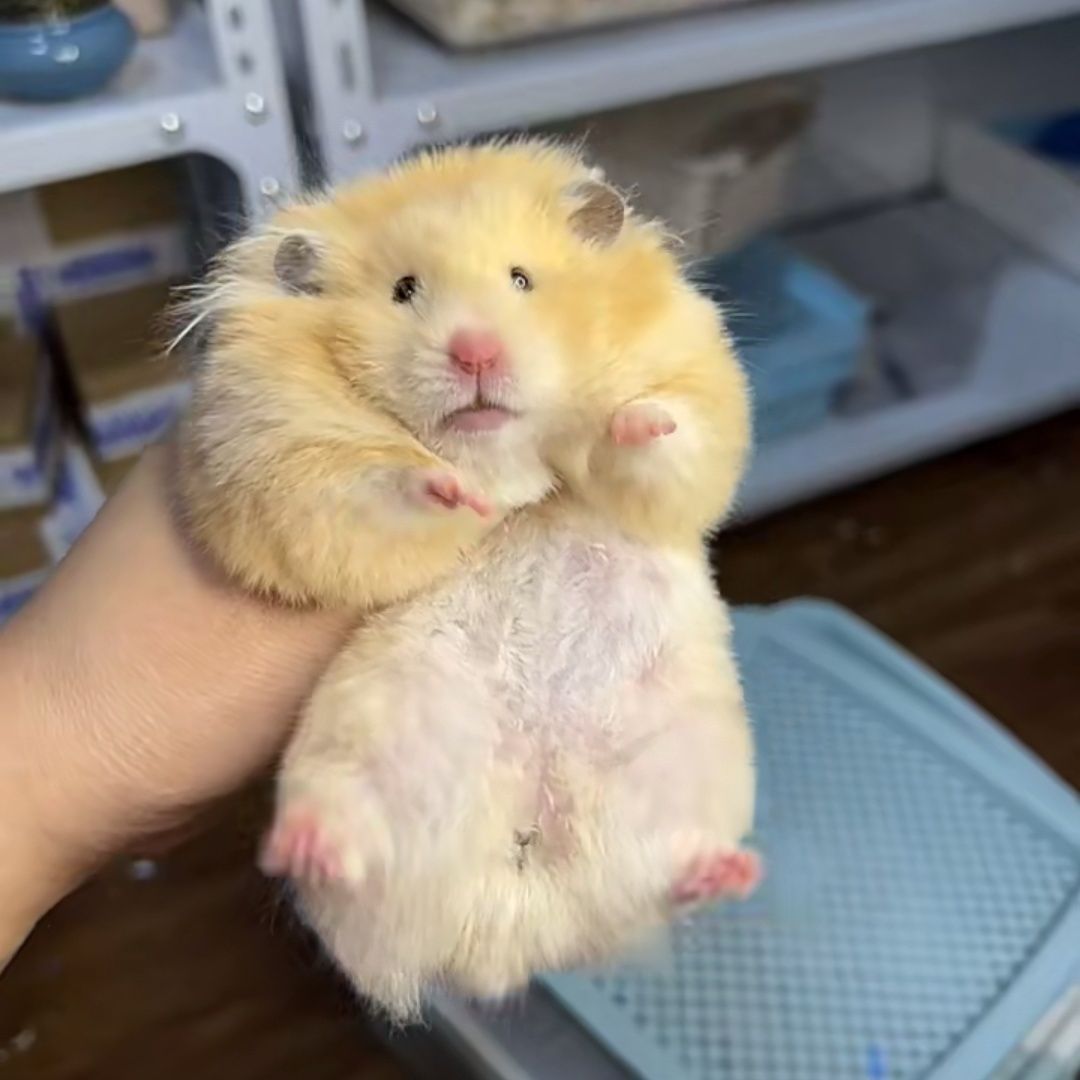 ...