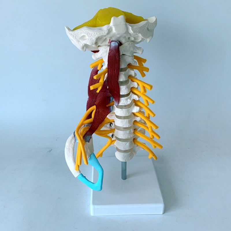 凯悦 人体颈椎模型枕骨小脑颈动脉神经肌肉肋骨正骨按摩康复教学