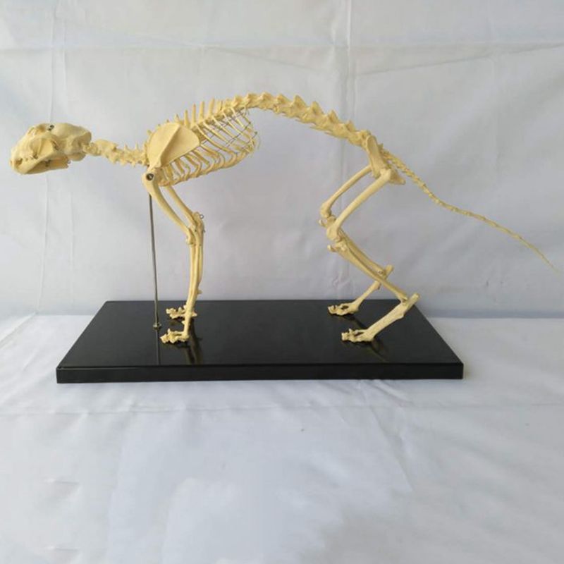 猫骨骼模型真实倒模猫骨架标本猫科宠物医生用头骨四肢仿真动物骨
