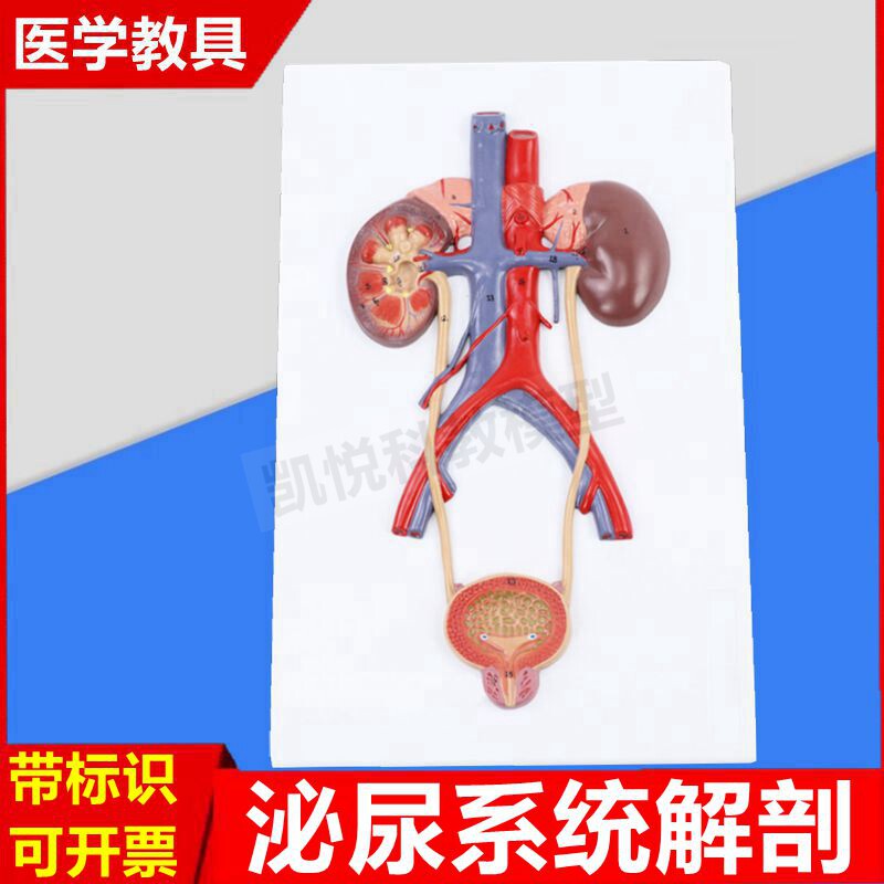 人体泌尿系统模型肾脏输尿管腹腔动脉静脉血管膀胱前列腺精囊男科