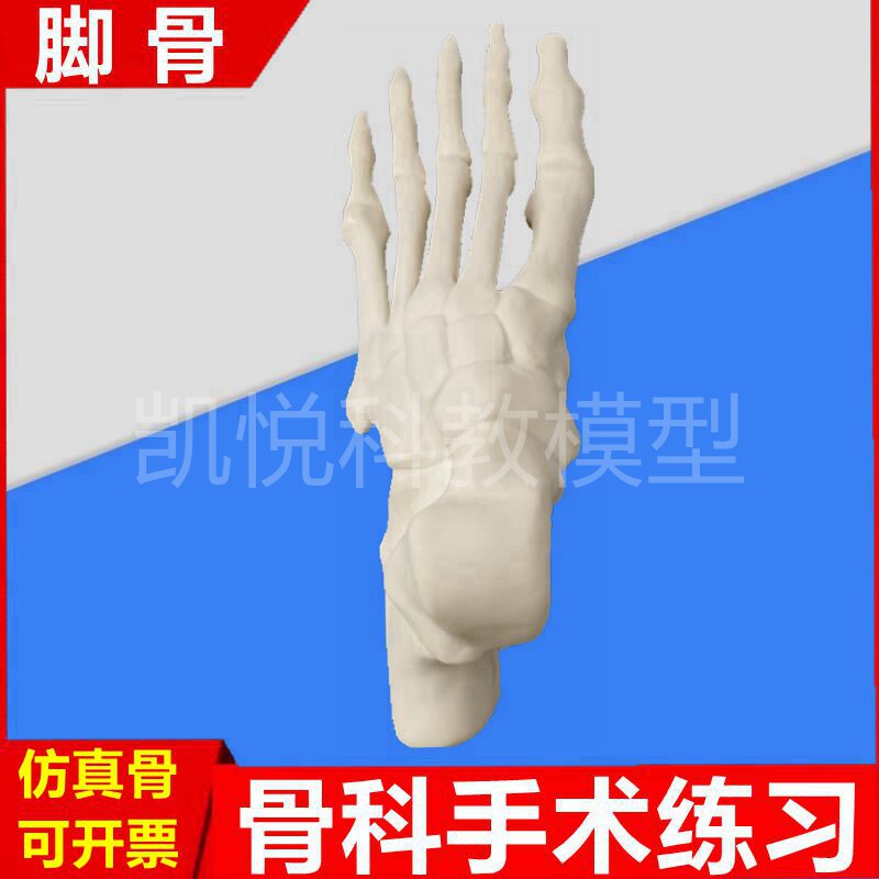 骨科手术用脚骨模型假骨头切割钻孔截骨练习手骨人体四肢骨髓内钉