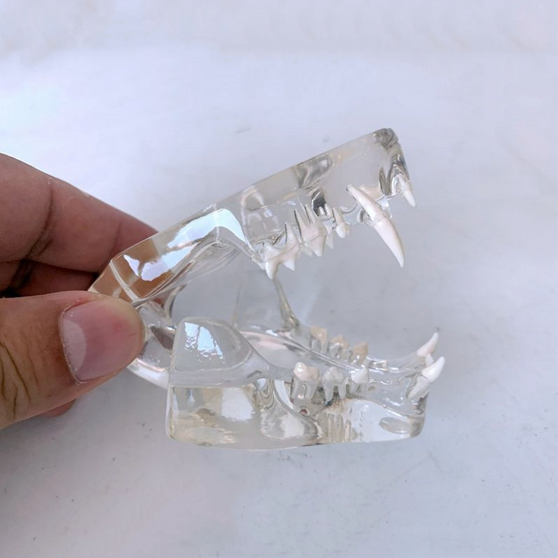 猫牙齿模型猫咪口腔动物兽医宠物医药促销透明仿真工艺装饰摆件礼