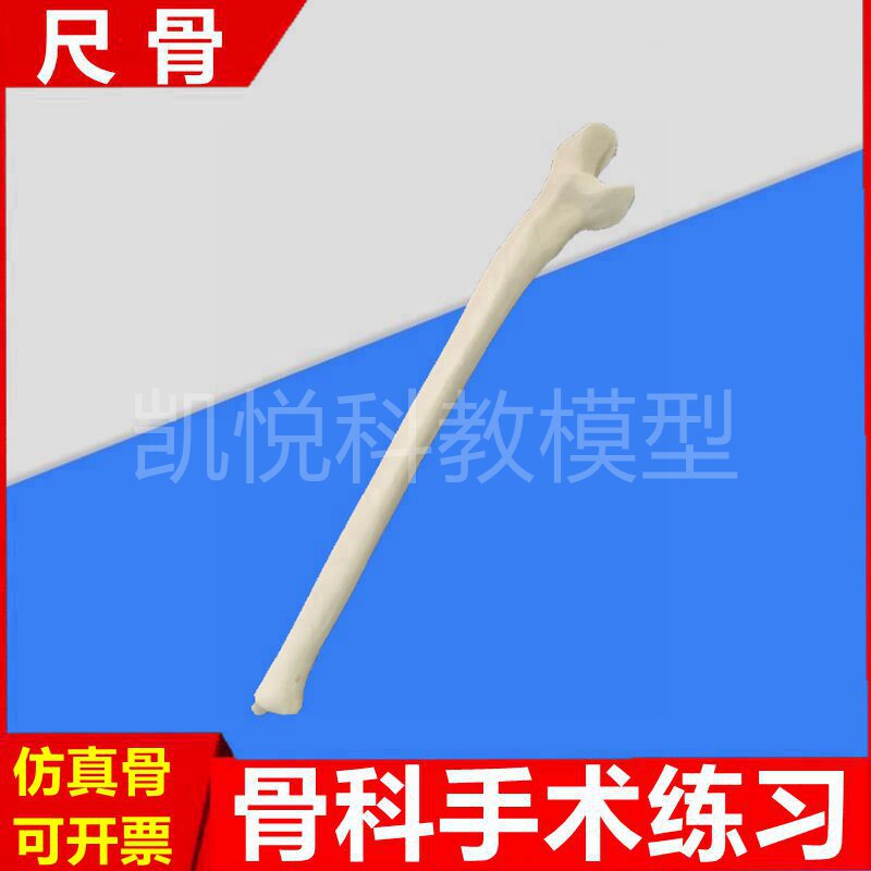 手术练习用假骨头仿真模型上肢尺骨桡骨肱骨临床骨髓截骨操作钻孔