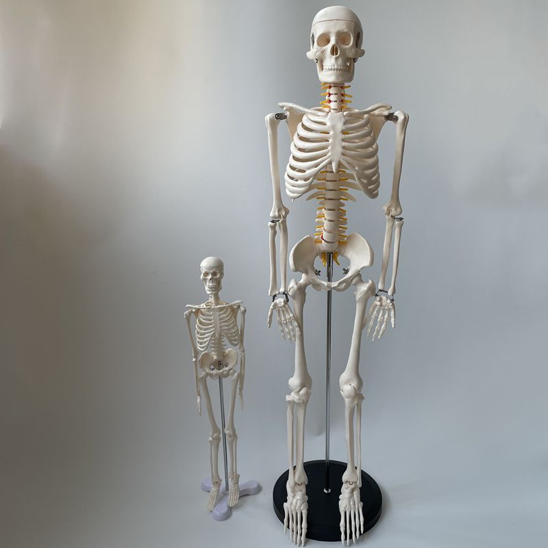凯悦 人体骨骼模型关节可活动小白骨架美术瑜伽培训医用教学玩具