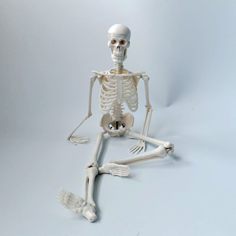 45厘米20厘米高骨骼小白儿童玩具办公室桌面摆件装饰美术影视道具