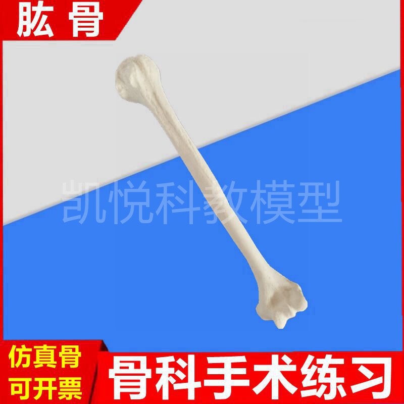 肱骨手术练习假骨头仿真模型骨头骨髓腔钻孔松质骨皮质假模拟截骨